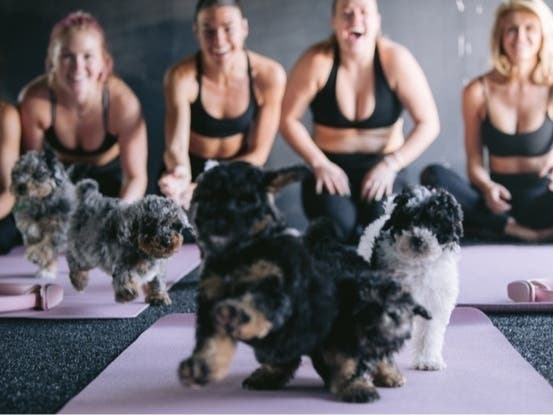 Arlington Among DMV Sites Launching Puppies And Pilates Classes