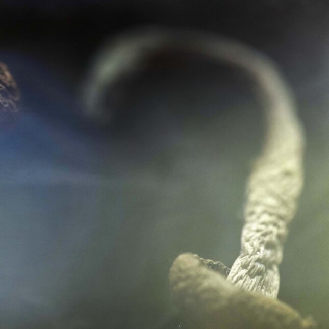 FDA to speed up review of three psychedelics as mental health treatments