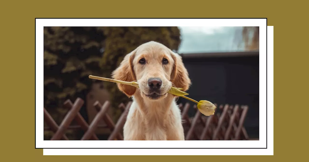 Healthier Joints, Calmer Nerves, Better Digestion—These Dog Chews Cover Them All