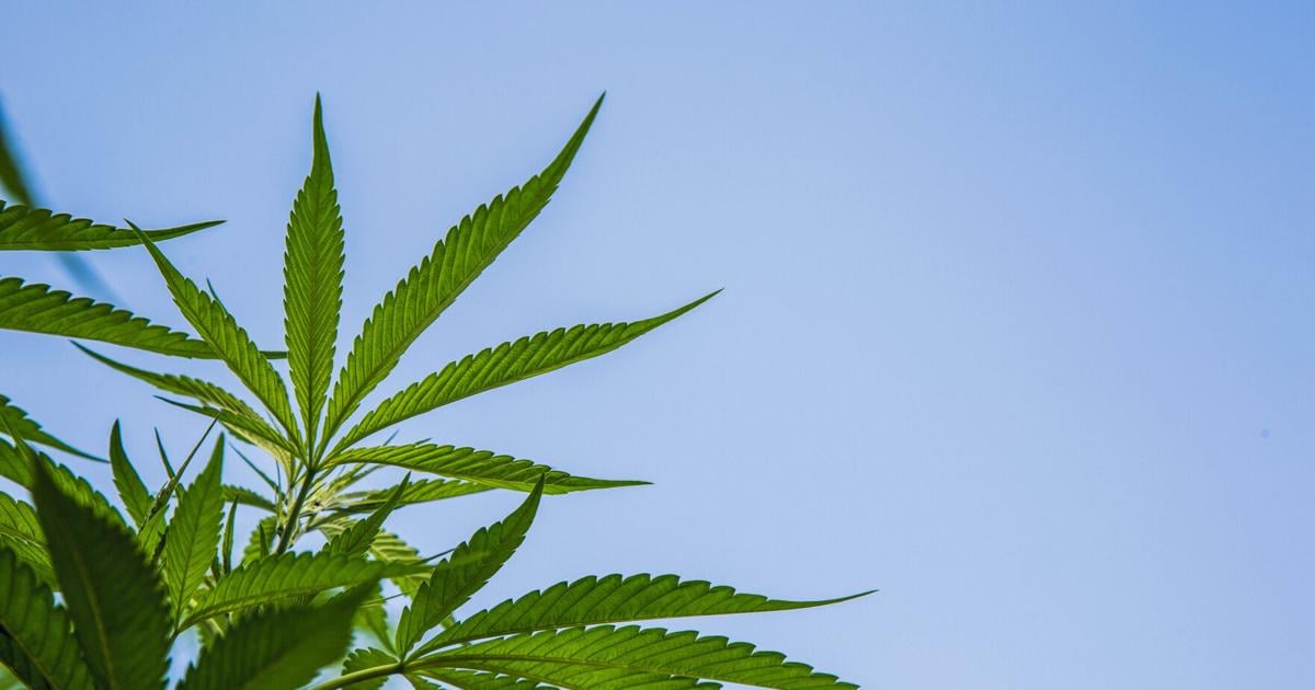 Jamie Haase: A medical cannabis critic misread the science (Opinion)