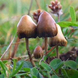 “Magic Mushrooms” and the Treatment of Mental Illness