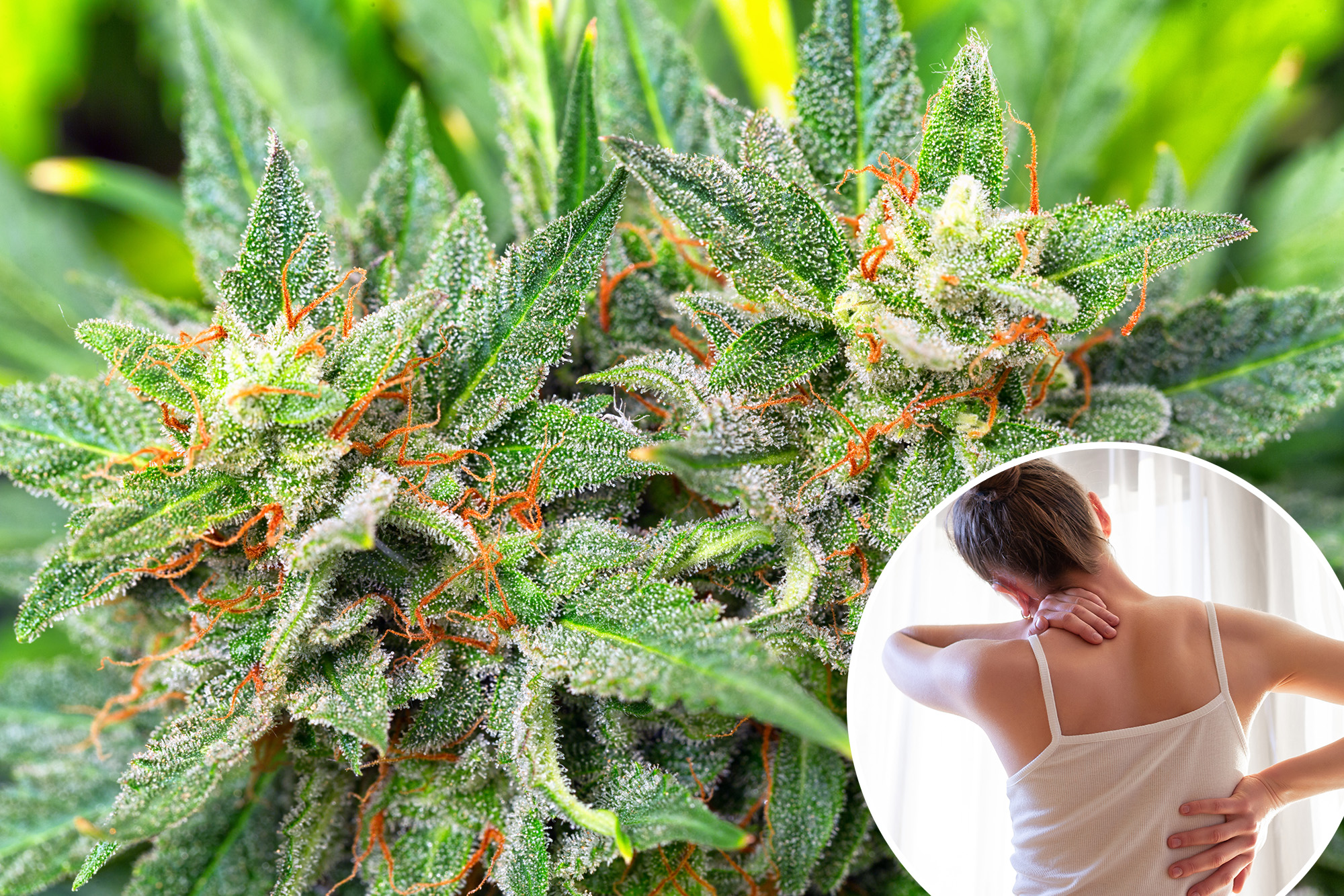 Medical marijuana’s pain promise is under fire — again