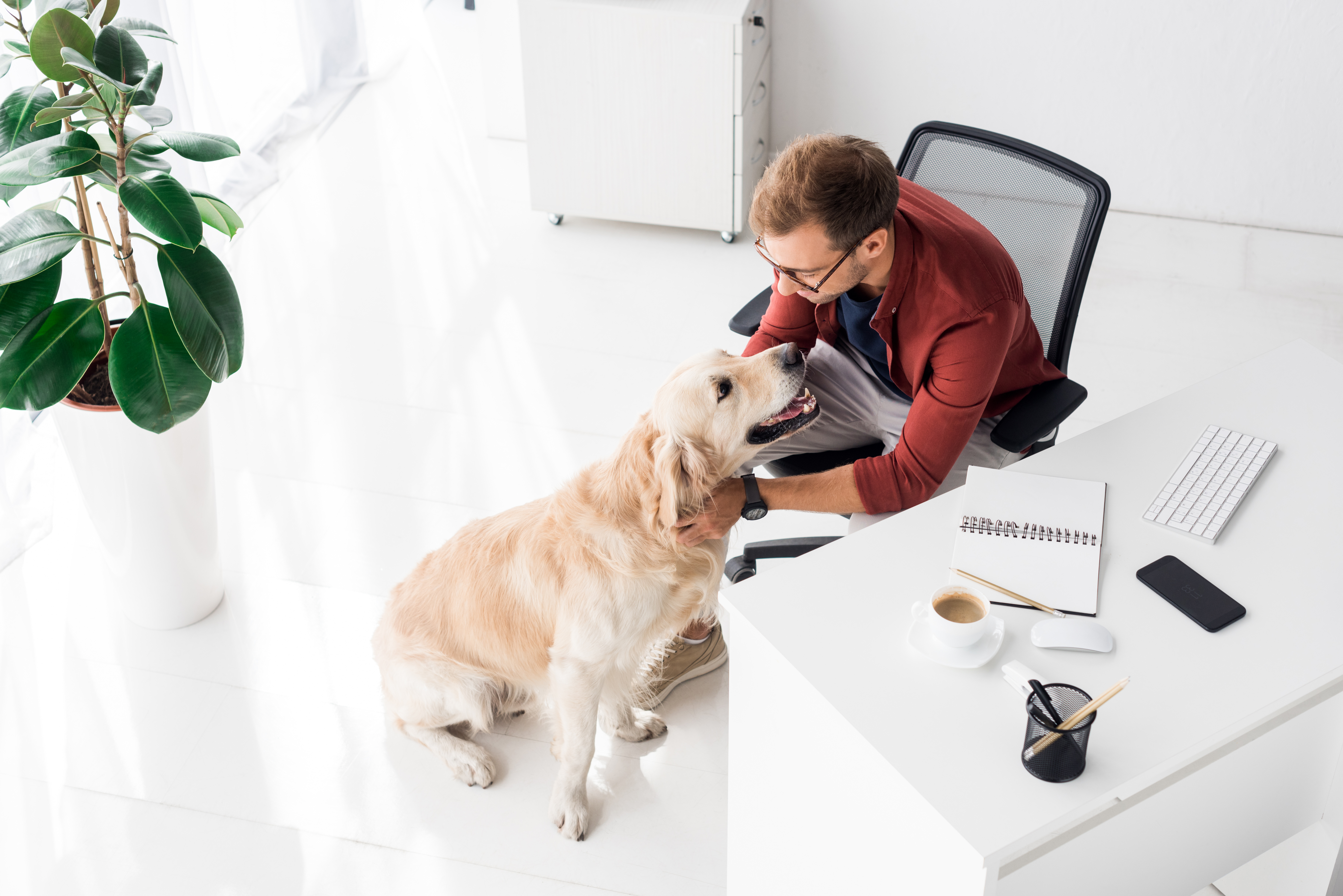 Pets at work? How benefit teams can prep to accommodate service animals
