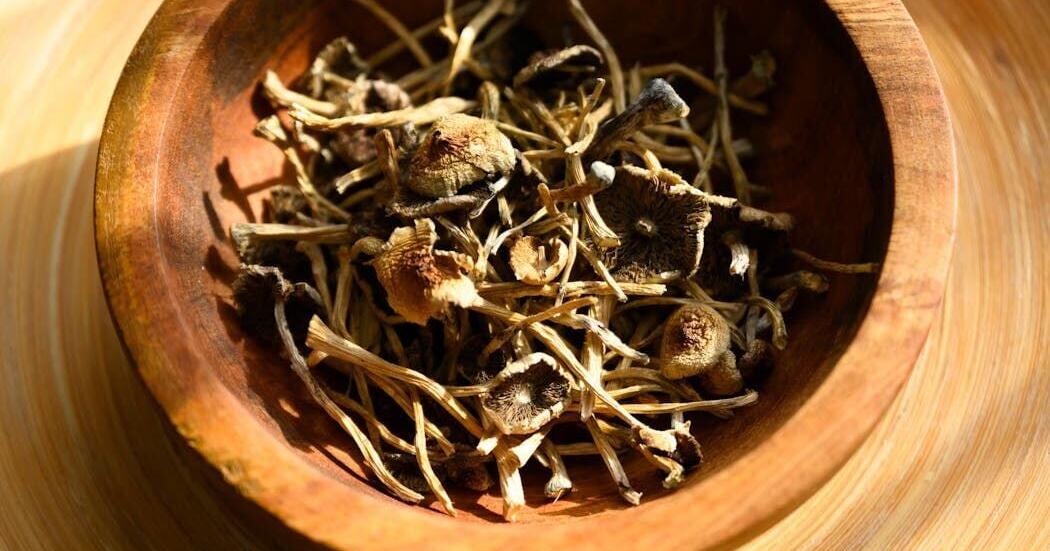 Psilocybin mushrooms are going mainstream, but scientific research and regulation lag behind