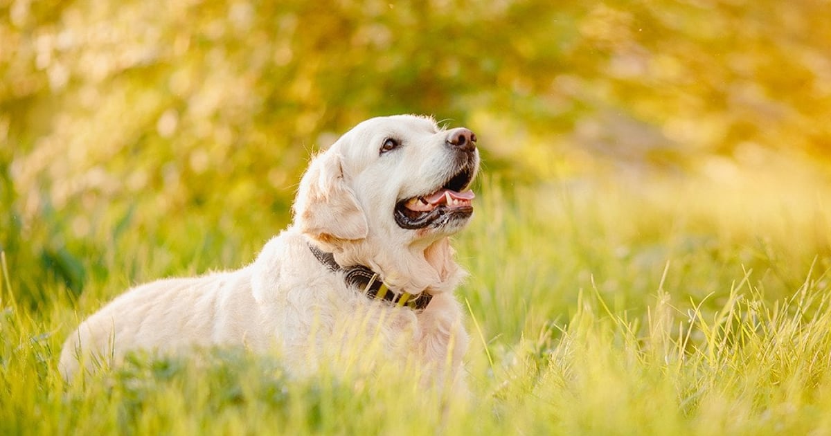 Spring allergies in dogs: What pet parents should know when pollen season arrives