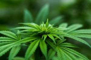 Study: Limited effectiveness of cannabis-based medications in mental health