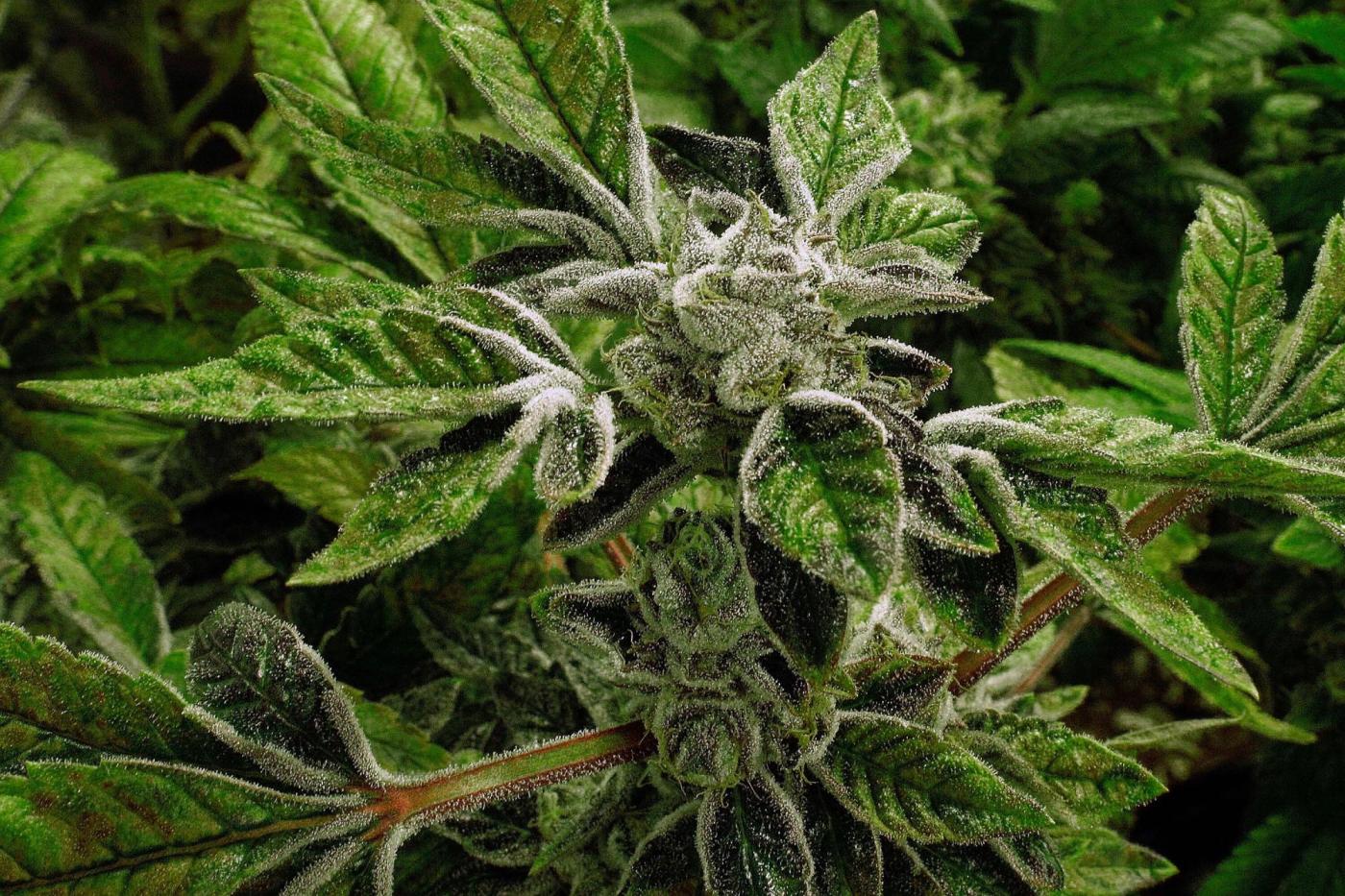 Trump administration reclassifies state-licensed medical marijuana as a less-dangerous drug in a historic shift