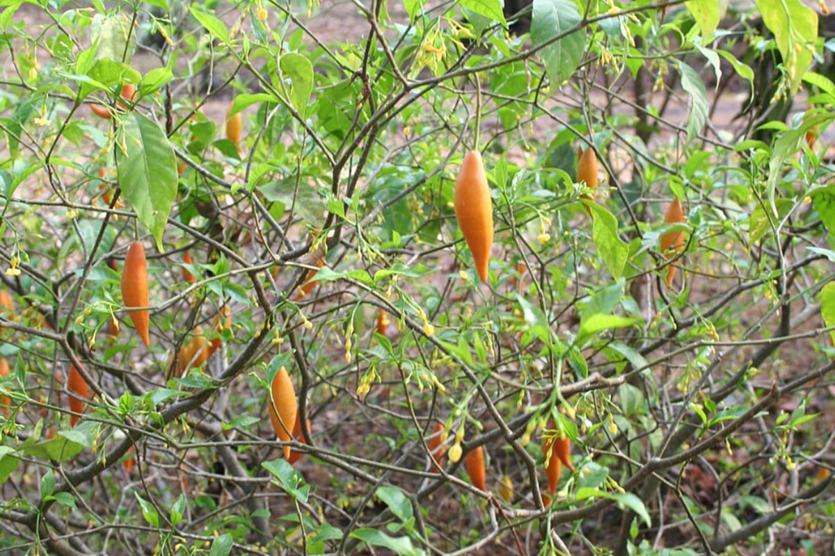 Trump's Psychedelic Power Play: White House Races To Boost Ibogaine Research