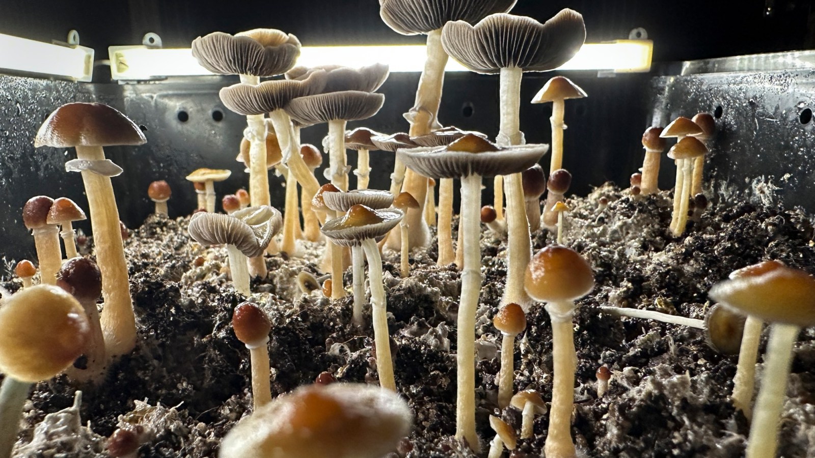 Virginia bill allows psychedelic mushroom therapy, pending FDA approval