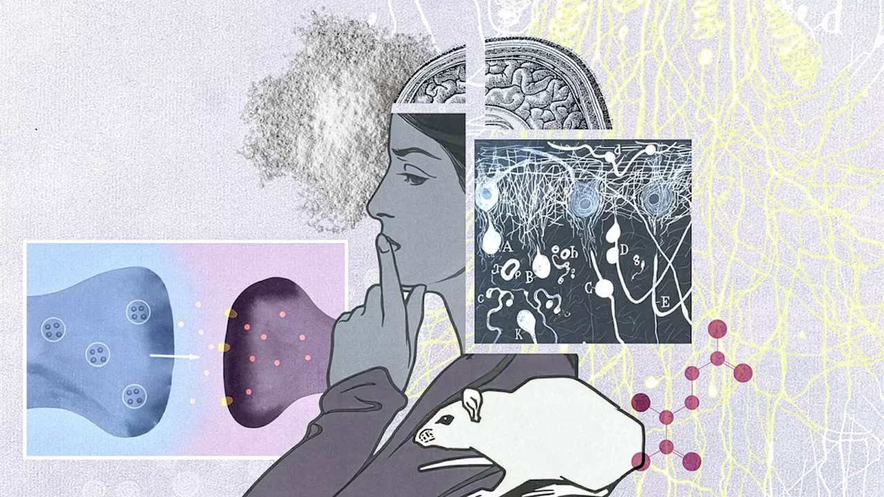 What addiction does to the brain