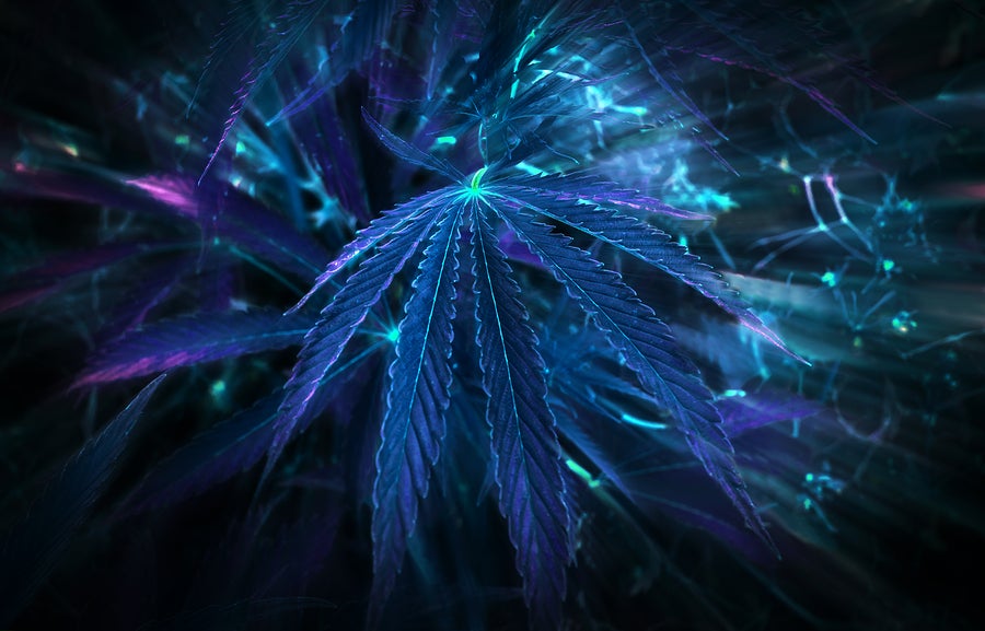 What the Marijuana Rescheduling Order Means for Psychedelics