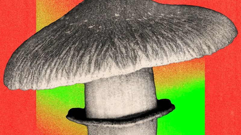 The debate about whether the NHS should use magic mushrooms to treat depression