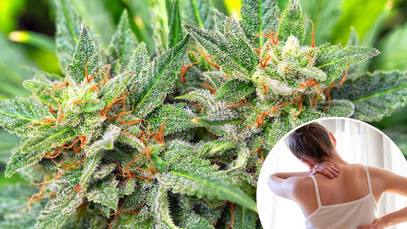 Medical marijuana’s pain promise is under fire — again