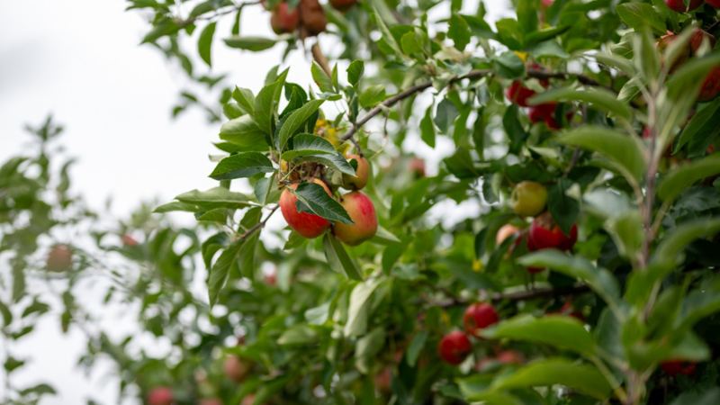168 chemicals found in food linked to gut damage and fertility risks, study shows