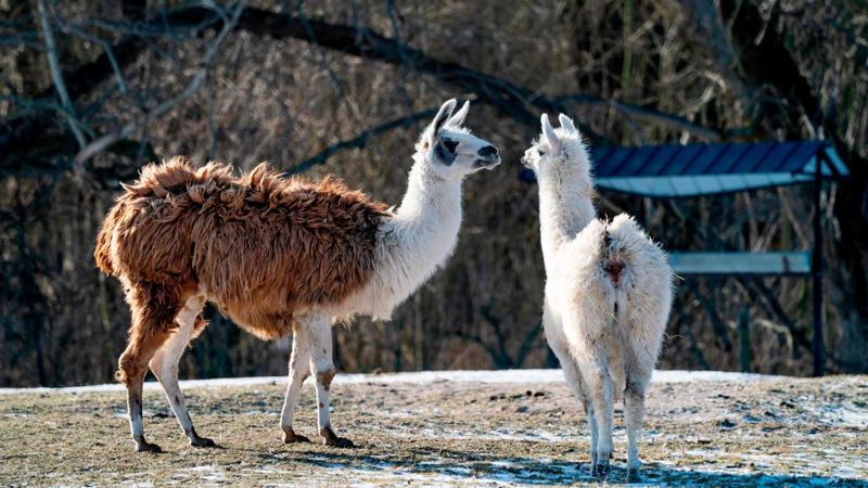 Llamas are big pharma’s secret weapon to find new drugs