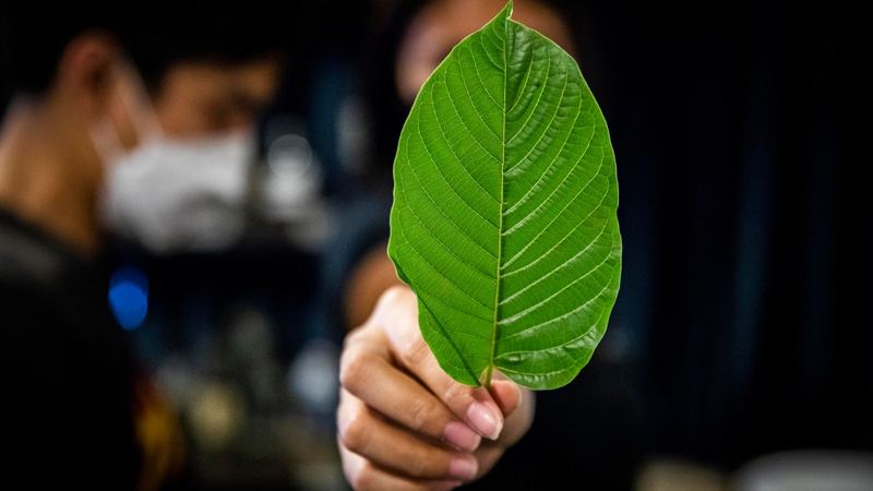 What parents need to know about kratom