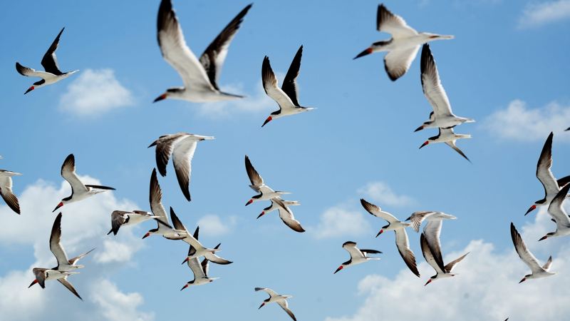 Becoming an expert bird-watcher could benefit your brain, study finds