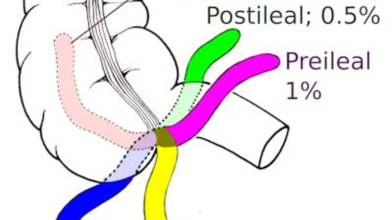 What does the appendix do? Biologists explain the complicated evolution of this inconvenient organ