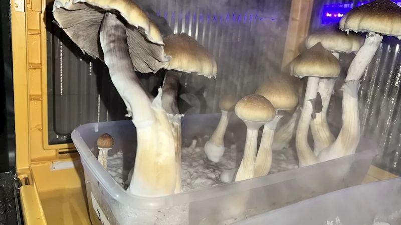 Arizona Clinical Trial on Psychedelic Therapies for Veterans Nears Completion