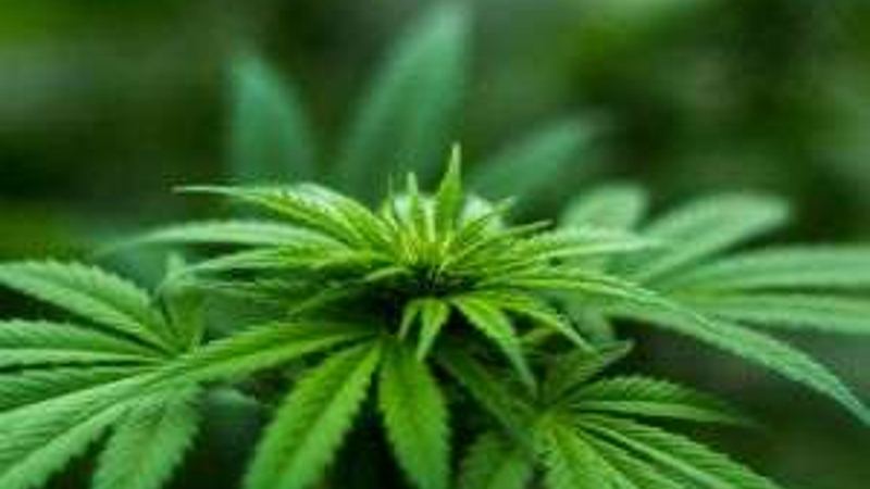 Study: Limited effectiveness of cannabis-based medications in mental health
