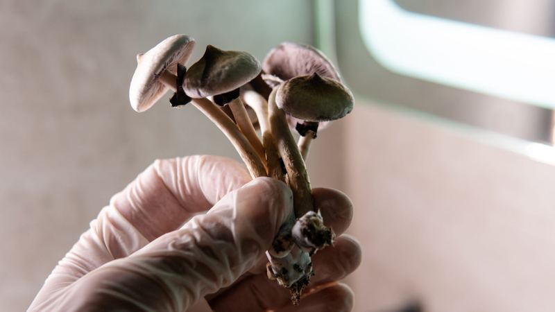 A single dose of psilocybin gave smokers six times better odds of quitting than the patch