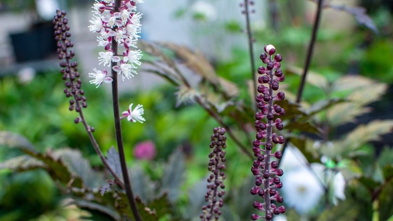 Herbs for Menopause: Your Complete Guide to Natural Symptom Relief