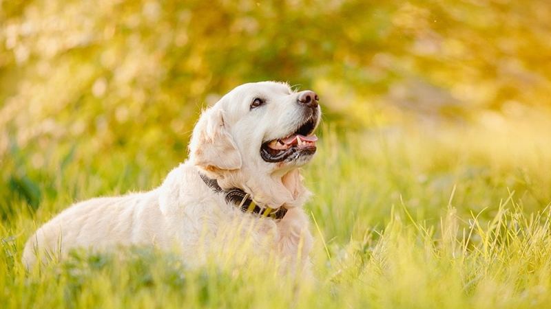 Spring allergies in dogs: What pet parents should know when pollen season arrives