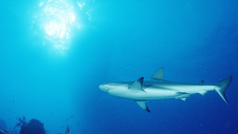 Sharks in the Bahamas Test Positive for Drugs, Including Cocaine and Painkillers, in a New Study