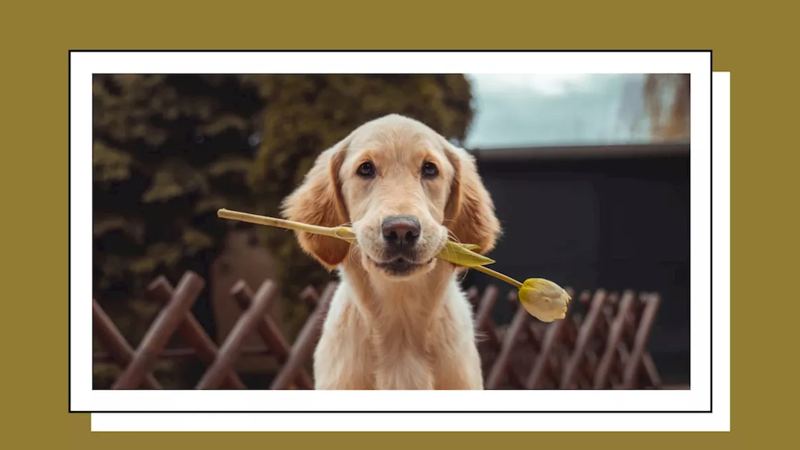 Healthier Joints, Calmer Nerves, Better Digestion—These Dog Chews Cover Them All