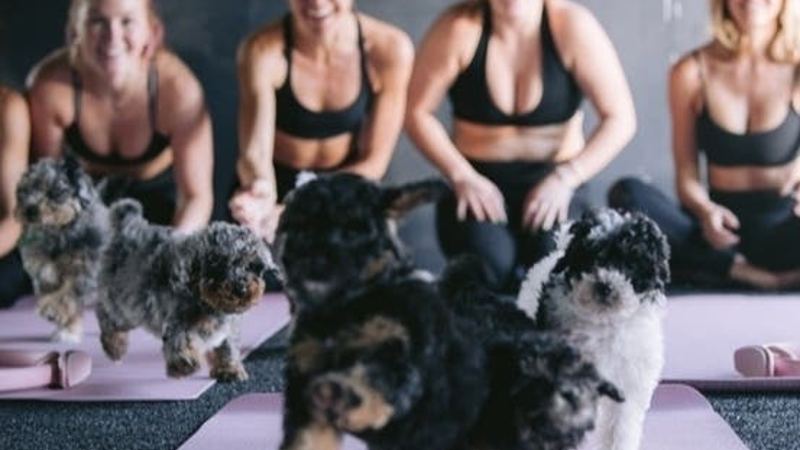 Arlington Among DMV Sites Launching Puppies And Pilates Classes