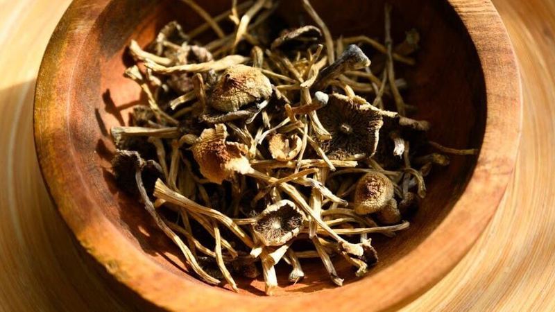 Psilocybin mushrooms are going mainstream, but scientific research and regulation lag behind