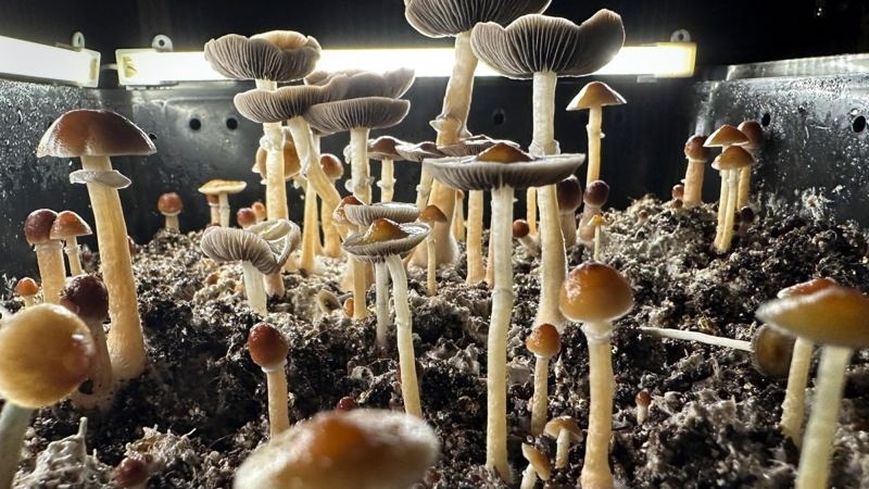Virginia bill allows psychedelic mushroom therapy, pending FDA approval