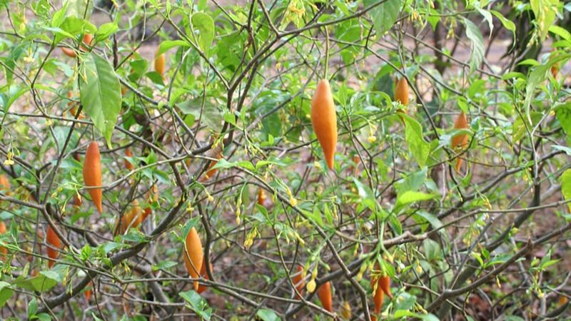 Trump's Psychedelic Power Play: White House Races To Boost Ibogaine Research