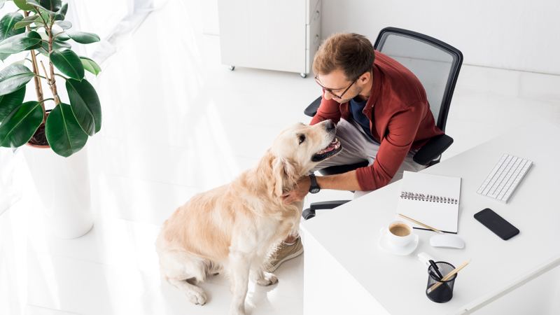 Pets at work? How benefit teams can prep to accommodate service animals