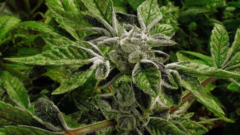 Trump administration reclassifies state-licensed medical marijuana as a less-dangerous drug in a historic shift