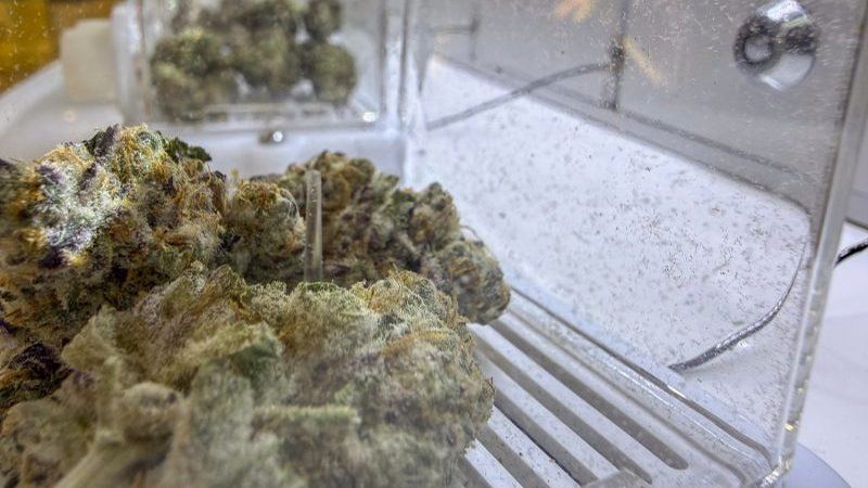US Justice Department Downgrades Risk of State-Licensed Medicinal Marijuana (4-24-2026)