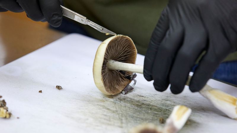 5 questions about the FDA's fast-track push for psychedelic treatments