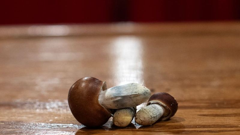 The FDA is psyched on psychedelics. Which ones will be studied and why?