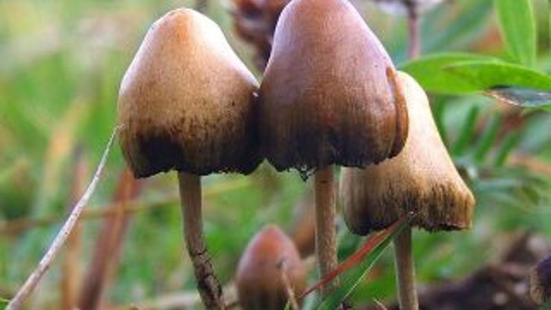 “Magic Mushrooms” and the Treatment of Mental Illness