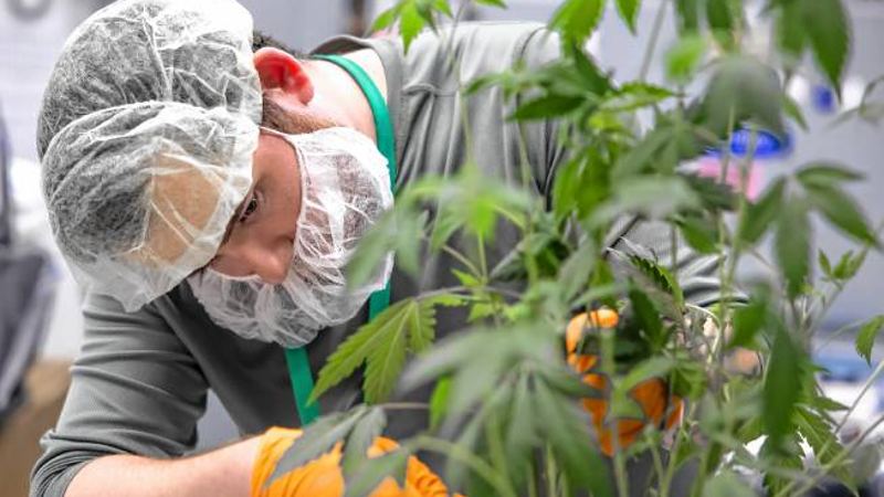 NH medical marijuana program added 2,100 new patients last year