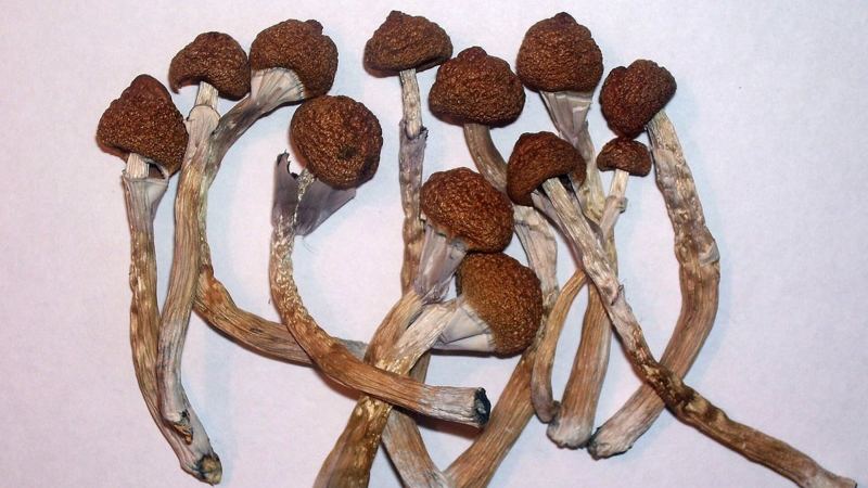 Feds Hand Madison Mushroom Lab a Golden Ticket in Depression Drug Race