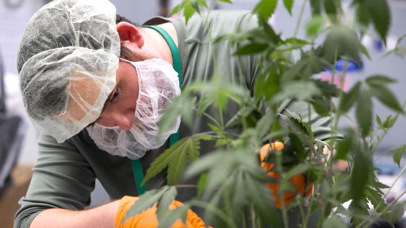 New Hampshire’s Cannabis Program Sees Record Growth – Valley News