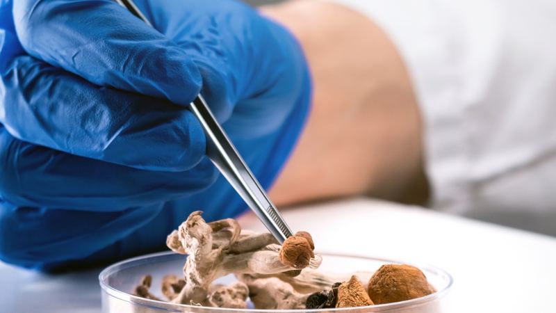 Psychedelic therapy may help some patients – and seriously harm others