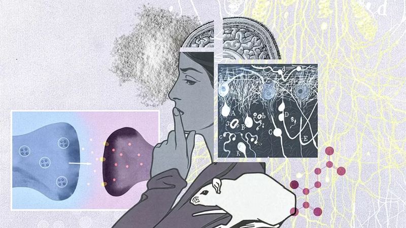 What addiction does to the brain