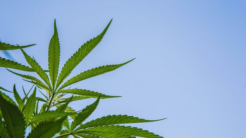 Jamie Haase: A medical cannabis critic misread the science (Opinion)