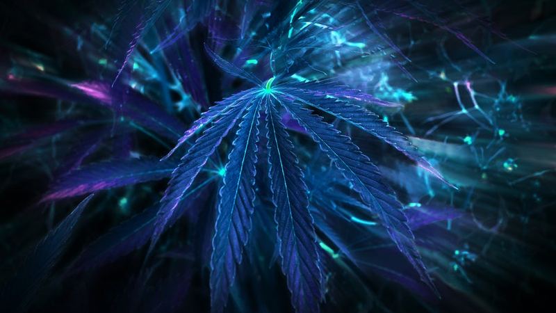 What the Marijuana Rescheduling Order Means for Psychedelics