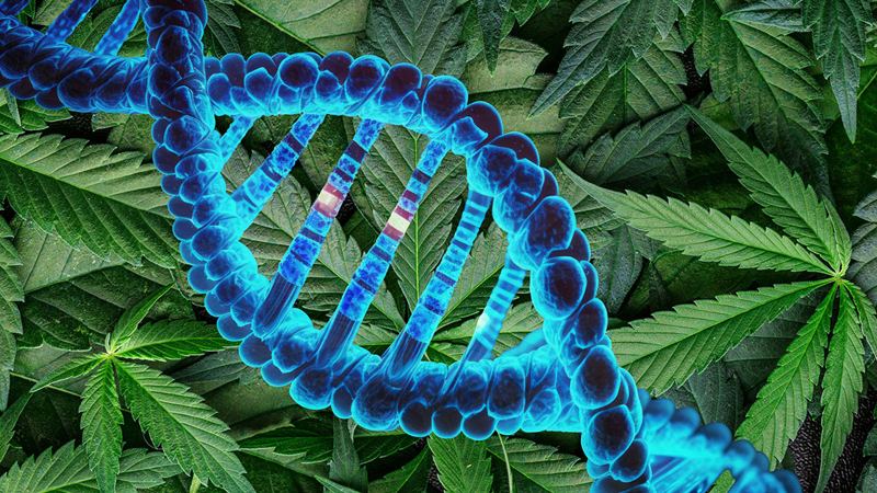 Large Genetic Study Links Cannabis Use to Psychiatric, Cognitive and Physical Health
