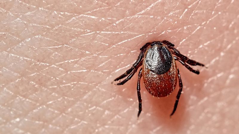Meat allergies, confusion, vomiting — 5 diseases you can get from ticks as ER visits spike