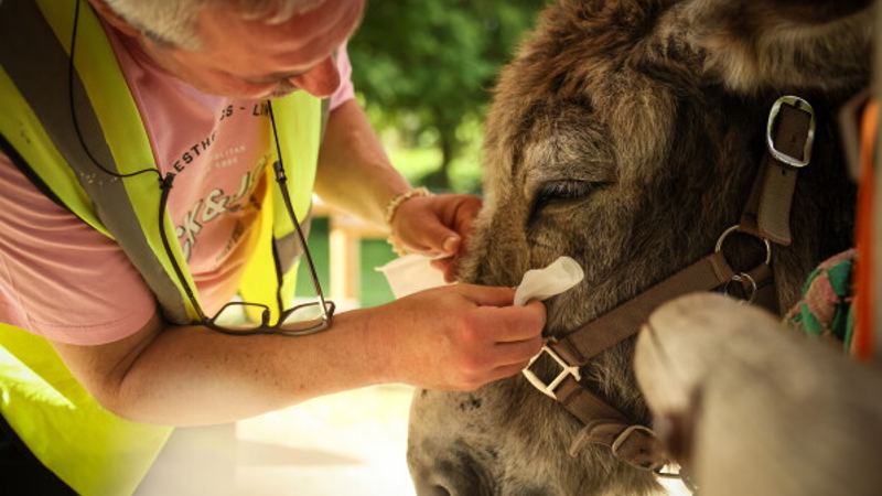 Patients find help with therapy donkeys at psychiatric hospital near Paris